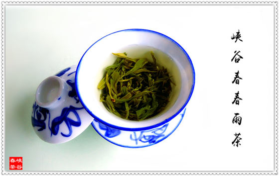 婺源峡谷春春雨茶