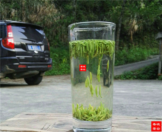 峡谷春牙圣茶