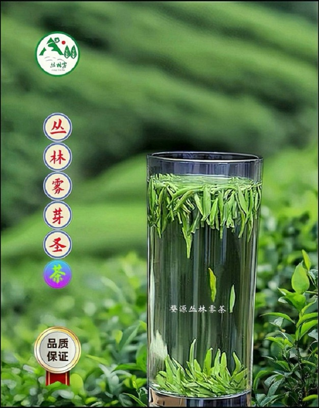 丛林雾茶~伴随着家乡才子、佳人在神州大地上飘香 丛林雾茶~伴随着家乡才子、佳人在神州大地上飘香