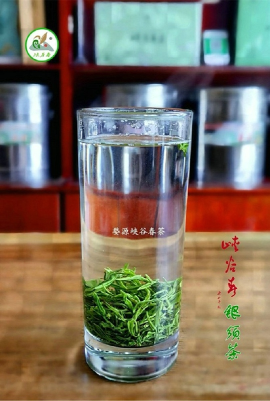 丛林雾茶~伴随着家乡才子、佳人在神州大地上飘香 丛林雾茶~伴随着家乡才子、佳人在神州大地上飘香
